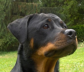 Rott