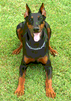 mon chien tilia 